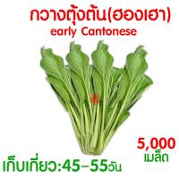 ราคา ค่าส่งถูก ผักสลัด เมล็ดผัก เมล็ดผักสลัด 2000เมล็ด เมล็ดพันธุ์ เมล็ดพันธุ์ผักสลัด งอกดี ปลูกผัก สลัด กรีนโอ๊ค คอส ผักโขม ไฮโดร hydroponic (20354761125)