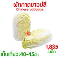ราคา โค้ดส่งฟรี เมล็ดผัก รวมผักกาด เมล็ดพืชผัก สวนครัว งอกดี ปลูกผัก ปลูกไว้ทานเอง เมล็ดผักรวม ผักกาดขาวปลี ผักกาดหัว (21393784549)