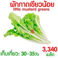ราคา โค้ดส่งฟรี เมล็ดผัก รวมผักกาด เมล็ดพืชผัก สวนครัว งอกดี ปลูกผัก ปลูกไว้ทานเอง เมล็ดผักรวม ผักกาดขาวปลี ผักกาดหัว (21393784551)