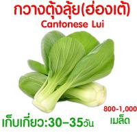 ราคา ค่าส่งถูก ผักสลัด เมล็ดผัก เมล็ดผักสลัด 2000เมล็ด เมล็ดพันธุ์ เมล็ดพันธุ์ผักสลัด งอกดี ปลูกผัก สลัด กรีนโอ๊ค คอส ผักโขม ไฮโดร hydroponic (20354761126)