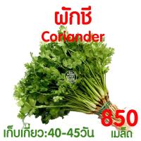 ราคา ค่าส่งถูก ถาดเพาะไฮโดร 1แผ่น ถ้วยปลูกผัก ผักไฮโดร ไฮโดรโปนิกส์ ถาดเพาะ ถาดเพาะเมล็ด ถาดเพาะกล้า ถาดเพาะชำ ปลูกผักไฮโดรโปนิกส์ 80หลุม (21072223593)