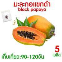 ราคา ค่าส่งถูก ผักสลัด เมล็ดผัก เมล็ดผักสลัด 2000เมล็ด เมล็ดพันธุ์ เมล็ดพันธุ์ผักสลัด งอกดี ปลูกผัก สลัด กรีนโอ๊ค คอส ผักโขม ไฮโดร hydroponic (20354761156)