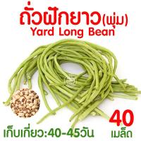 ราคา ค่าส่งถูก ผักสลัด เมล็ดผัก เมล็ดผักสลัด 2000เมล็ด เมล็ดพันธุ์ เมล็ดพันธุ์ผักสลัด งอกดี ปลูกผัก สลัด กรีนโอ๊ค คอส ผักโขม ไฮโดร hydroponic (20354761099)