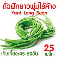 ราคา ค่าส่งถูก ผักสลัด เมล็ดผัก เมล็ดผักสลัด 2000เมล็ด เมล็ดพันธุ์ เมล็ดพันธุ์ผักสลัด งอกดี ปลูกผัก สลัด กรีนโอ๊ค คอส ผักโขม ไฮโดร hydroponic (20354761106)