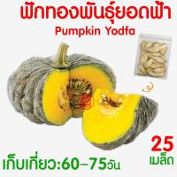 ราคา ค่าส่งถูก ผักสลัด เมล็ดผัก เมล็ดผักสลัด 2000เมล็ด เมล็ดพันธุ์ เมล็ดพันธุ์ผักสลัด งอกดี ปลูกผัก สลัด กรีนโอ๊ค คอส ผักโขม ไฮโดร hydroponic (20354761136)
