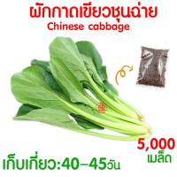 ราคา ค่าส่งถูก ผักสลัด เมล็ดผัก เมล็ดผักสลัด 2000เมล็ด เมล็ดพันธุ์ เมล็ดพันธุ์ผักสลัด งอกดี ปลูกผัก สลัด กรีนโอ๊ค คอส ผักโขม ไฮโดร hydroponic (20354761130)