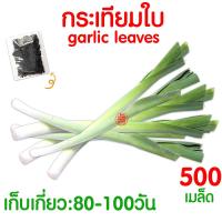 ราคา ค่าส่งถูก ผักสลัด เมล็ดผัก เมล็ดผักสลัด 2000เมล็ด เมล็ดพันธุ์ เมล็ดพันธุ์ผักสลัด งอกดี ปลูกผัก สลัด กรีนโอ๊ค คอส ผักโขม ไฮโดร hydroponic (20354761139)