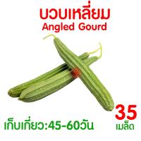 ราคา ค่าส่งถูก ผักสลัด เมล็ดผัก เมล็ดผักสลัด 2000เมล็ด เมล็ดพันธุ์ เมล็ดพันธุ์ผักสลัด งอกดี ปลูกผัก สลัด กรีนโอ๊ค คอส ผักโขม ไฮโดร hydroponic (20354761117)