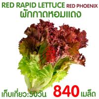 ราคา ค่าส่งถูก สารละลาย AB 800mlx2ขวด ไฮโดรโปนิกส์ เอบี ธาตุอาหาร น้ำ ผักไฮโดร Hydroponics ผักสลัด ผักไทย ผักจีน ปลูกพืชไร้ดิน ปลูกผักไฮโดร ส่งไว ผักโตเร็ว ขึ้นฉ่าย คะน้า กวางตุ้ง คอส ผักกาด (18461781451)