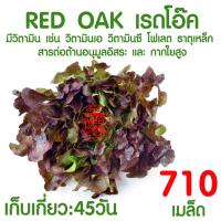 ราคา ค่าส่งถูก ถาดเพาะไฮโดร 1แผ่น ถ้วยปลูกผัก ผักไฮโดร ไฮโดรโปนิกส์ ถาดเพาะ ถาดเพาะเมล็ด ถาดเพาะกล้า ถาดเพาะชำ ปลูกผักไฮโดรโปนิกส์ 80หลุม (21072223572)