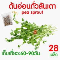 ราคา ค่าส่งถูก ผักสลัด เมล็ดผัก เมล็ดผักสลัด 2000เมล็ด เมล็ดพันธุ์ เมล็ดพันธุ์ผักสลัด งอกดี ปลูกผัก สลัด กรีนโอ๊ค คอส ผักโขม ไฮโดร hydroponic (20354761144)