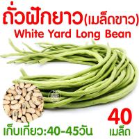 ราคา ค่าส่งถูก ผักสลัด เมล็ดผัก เมล็ดผักสลัด 2000เมล็ด เมล็ดพันธุ์ เมล็ดพันธุ์ผักสลัด งอกดี ปลูกผัก สลัด กรีนโอ๊ค คอส ผักโขม ไฮโดร hydroponic (20354761097)