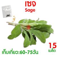 ราคา ค่าส่งถูก ผักสลัด เมล็ดผัก เมล็ดผักสลัด 2000เมล็ด เมล็ดพันธุ์ เมล็ดพันธุ์ผักสลัด งอกดี ปลูกผัก สลัด กรีนโอ๊ค คอส ผักโขม ไฮโดร hydroponic (20354761162)