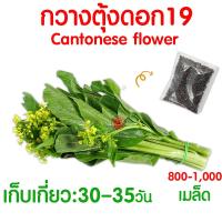 ราคา ค่าส่งถูก ผักสลัด เมล็ดผัก เมล็ดผักสลัด 2000เมล็ด เมล็ดพันธุ์ เมล็ดพันธุ์ผักสลัด งอกดี ปลูกผัก สลัด กรีนโอ๊ค คอส ผักโขม ไฮโดร hydroponic (20354761123)