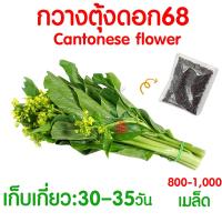 ราคา ค่าส่งถูก ผักสลัด เมล็ดผัก เมล็ดผักสลัด 2000เมล็ด เมล็ดพันธุ์ เมล็ดพันธุ์ผักสลัด งอกดี ปลูกผัก สลัด กรีนโอ๊ค คอส ผักโขม ไฮโดร hydroponic (20354761124)