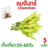 ราคา ค่าส่งถูก ผักสลัด เมล็ดผัก เมล็ดผักสลัด 2000เมล็ด เมล็ดพันธุ์ เมล็ดพันธุ์ผักสลัด งอกดี ปลูกผัก สลัด กรีนโอ๊ค คอส ผักโขม ไฮโดร hydroponic (20354761143)