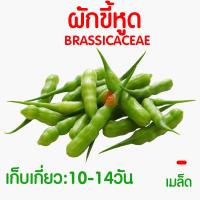 ราคา ค่าส่งถูก ผักสลัด เมล็ดผัก เมล็ดผักสลัด 2000เมล็ด เมล็ดพันธุ์ เมล็ดพันธุ์ผักสลัด งอกดี ปลูกผัก สลัด กรีนโอ๊ค คอส ผักโขม ไฮโดร hydroponic (20354761159)