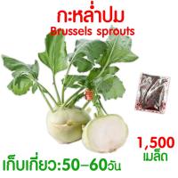 ราคา ค่าส่งถูก ผักสลัด เมล็ดผัก เมล็ดผักสลัด 2000เมล็ด เมล็ดพันธุ์ เมล็ดพันธุ์ผักสลัด งอกดี ปลูกผัก สลัด กรีนโอ๊ค คอส ผักโขม ไฮโดร hydroponic (20354761127)