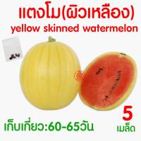 ราคา ค่าส่งถูก ผักสลัด เมล็ดผัก เมล็ดผักสลัด 2000เมล็ด เมล็ดพันธุ์ เมล็ดพันธุ์ผักสลัด งอกดี ปลูกผัก สลัด กรีนโอ๊ค คอส ผักโขม ไฮโดร hydroponic (20354761149)