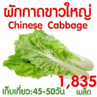 ราคา ค่าส่งถูก พริก เมล็ด เมล็ดพริก เมล็ดพันธุ์ ผักสวนครัว พริกขี้หนู พริกขี้หนูสวน พริกชี้ฟ้า พริกหนุ่ม พริกกะเหรี่ยง กะเพรา ผักชี งอกดี (17481328051)