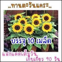 ราคา 50เมล็ด ทานตะวันแคระ ใช้เมล็ดปลูกต่อได้ ซันไบร์ทคิดส์ เมล็ดพันธุ์ทานตะวันแคระ รหัสสินค้า 001 (21952968784)