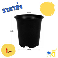 ราคา กระถาง กระถางต้นไม้ กระถางพลาสติก เบอร์ 2 นิ้ว สีดำ (22348782184)