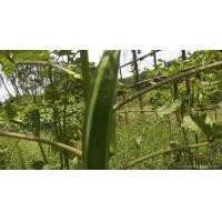 ราคา ต้นกล้ากระเจี๊ยบเขียวลูกใหญ่ กระเจี๊ยบเขียว พร้อมปลูก กล้าละ 10บาท กระเจี๊ยบ พืชผักบ้านๆ ประโยชน์เพียบพูน (22315098039)