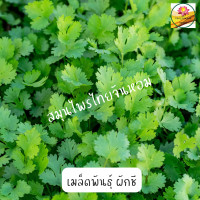 ราคา เมล็ดพันธ์ุ ผักชี อัตรางอก 98 เมล็ดผัก ขนาด 5 กรัม (20623580378)