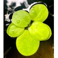 ราคา จอกเขียวญี่ปุ่น จอกญี่ปุ่น เหมาะสำหรับปลาเล็กและกุ้งแคระ สามารถช่วยดูดซับของเสียในน้ำได้ดีมาก สีสวย ช่วยเพิ่มสีสันให้กับตู้ไม้น้ำ และเป็นที่หลบให้สำหรับปลาเล็ก และลูกกุ้งได้ (22208521426)