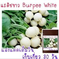 ราคา เมล็ดพันธุ์ แรดิชสีขาว Radish Burpee White 30เมล็ด (21956381616)
