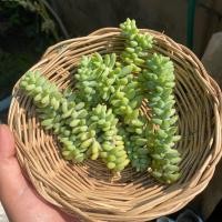 ราคา กุหลาบหิน ไม้อวบน้ำ 1ต้น ตัดสด ไม่มีราก succulents ต้นไม้ แคคตัส ไลทอป ไม้อวบน้ำ ราคาส่ง (17885499997)