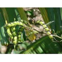 ราคา ต้นกล้า ถั่วมะแฮะ มะแฮะต้น ถั่วแระต้น ถั่วแรด ถั่วแระ ถั่วแฮ Pigeon pea กล้าละ 10บาทซื้อ 10แถม 2ต้น (21781059859)