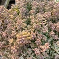 ราคา กุหลาบหิน ไม้อวบน้ำ 1ต้น ตัดสด ไม่มีราก succulents ต้นไม้ แคคตัส ไลทอป ไม้อวบน้ำ ราคาส่ง (17885499999)