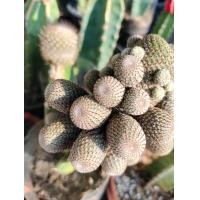 ราคา รีบูเทียเอลิโฮซ่าเด็ดสด (17627051173)