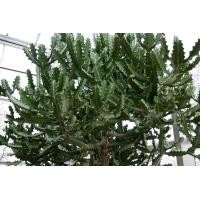 ราคา uphorbia lactea ยูโฟเบียแลคเทีย คัดกิ่งสดขนาดยาว10cm (21137106039)