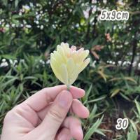 ราคา ไม้อวบน้ำปลอม กุหลาบหินปลอม ต้นไม้ปลอม ของแต่งบ้าน ตกแต่งบ้าน ดอกไม้ตกแต่ง อุปกรณ์แต่งบ้าน (15544833114)