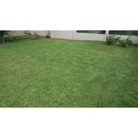 ราคา ขายส่ง เมล็ดหญ้าไทเป หญ้าสวนหย่อม สนามหญ้า หญ้า พันธุ์หญ้า ชนิดหญ้า หญ้าปูสนาม ปูหญ้า ปูสนาม สนามหญ้าและสวน 500 กรัม (2088636038)
