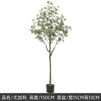ราคา ต้นยูคาลิปตัสใบกลม Eucalyptus polyanthemos ต้นยูคาลิปตัสปลอมขนาดใหญ่สำหรับตกแต่งกระถางต้นไม้ในร่มและกลางแจ้ง อุปกรณ์ตกแต่งบ้าน ของขวัญ (22416371724)