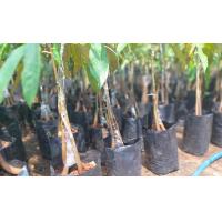 ราคา ต้นกล้า ต้นทุเรียนเสริมราก ต้นทุเรียนหมอนทอง3ราก กิ่งกระโด่ง ต่อยอดเสริมราก (18479373544)