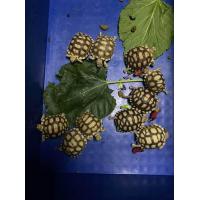 ราคา อาหารเต่า เต่าซูลคาต้า Sulcata tortoise (22360402464)