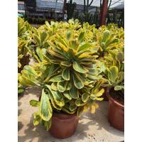 ราคา Euphorbia poissonii variegated ทองอำพัน มังกรทองต้นไม้อวบน้ำ Euphorbia poissonii variegated ไม้อวบน้ำด่างแสนสวย สีสันของใบออกเหลืองทอง เป็นไม้เลี้ยงกลางแจ้ง (15860201096)