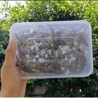 ราคา แมงดานา แมงดาตัวผู้ ตัวผู้ 40 ตัว (14931876062)