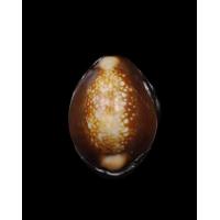 ราคา เบี้ยแก้ตะกรุดเงิน รุ่นสุริยุปราคา หลวงพ่อเกษม เขมโก สุสานไตรลักษณ์ จ ลำปาง ปี 2538 เป็นเบี้ยแก้รุ่นแรกและรุ่นเดียวของหลวงพ่อเกษม ปลุกเสกวันสุริยุปราคาเต็มดวง สภาพสวยเดิมๆไม่ผ่านการใช้พร้อมกล่องเดิม (