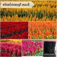 ราคา เมล็ดดอกสร้อยไก่เซนจูรี่ คละสี1000เมล็ด (21397762811)