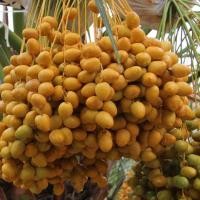 ราคา ต้นอินทผาลัม สายพันธุ์คาลาส Khalas พันธุ์ที่นิยมกินผลสด ปลูกง่าย ต้นโตไว ให้ลูกใหญ่ ผลเหลือง (20978324484)