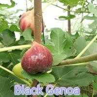 ราคา ต้นมะเดื่อฝรั่ง มะเดื่อ มะเดื่อฝรั่ง Fig พันธุ์ black genoa ต้นสมบูรณ์มาก รากแน่นๆ มีผลขนาดใหญ่ จัดส่งพร้อมกระถาง 6 นิ้ว ลำต้นสูง 50 ซม (20978467596)