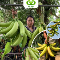 ราคา ต้นกล้วยงาช้าง ต้นเพาะเลี้ยงเนื้อเยื่อ ผลยาว สีเหลือง รสหวาน (21897293351)