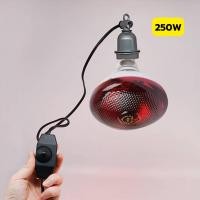 ราคา หลอดไฟอินฟาเรด หลอดไฟกกลูกไก่ กกลูกหมู กกสัตว์ กกนก 100W 150W 175W 200 250W ให้ความอบอุ่นสัตว์เล็ก (22566625041)