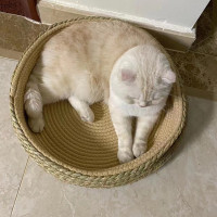 ราคา ที่นอนฝนเล็บ ที่ฝนเล็บเชือกป่าน ที่นอนแมว ที่ฝนเล็บ ที่ลับเล็บแมว ของเล่นแมว เชือกฝนเล็บ เตีงนอนแมว อ่างนอนแมว พร้อมส่ง (22074774244)