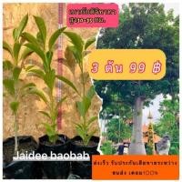 ราคา พร้อมส่ง โปรโมชั่น ไม้ยักษ์ จากแอฟริกา baobab ต้นเบาบับดิจิทาทา 3 ต้น 99 ความสูง 20 25ซม ลำต้นอ้วนโคนใหญ่ ส่งทั่วประเทศ พรรณ ไม้ น้ำ พรรณ ไม้ ทุก ชนิด พรรณ ไม้ น้ำ สวยงาม พรรณ ไม้ มงคล (18450950998)